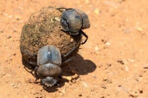 Insect Intelligence: Exploring their Cognitive Abilities - Nature Roamer