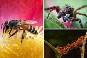 Insect Intelligence: Exploring their Cognitive Abilities - Nature Roamer