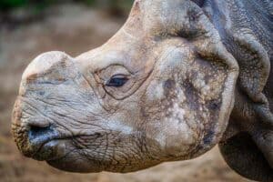 The Mighty Rhinoceros: Exploring Rhino Diversity - Nature Roamer