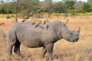 The Mighty Rhinoceros: Exploring Rhino Diversity - Nature Roamer