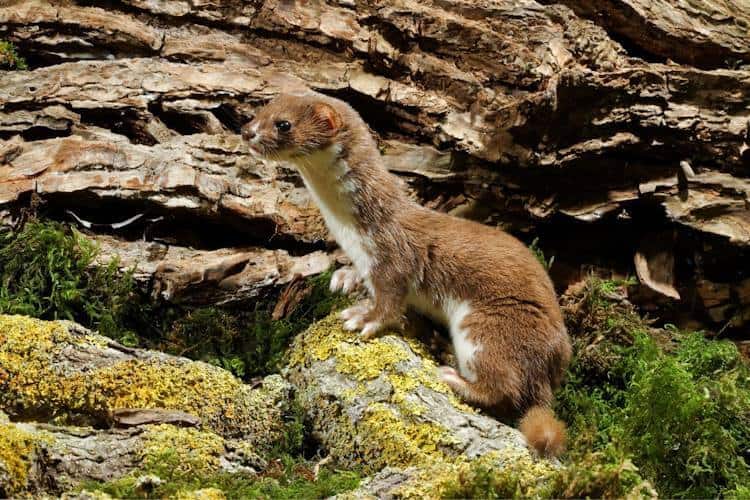 UK Native Mammals A Closer Look Nature Roamer UK Native Mammals A Closer Look Nature Roamer