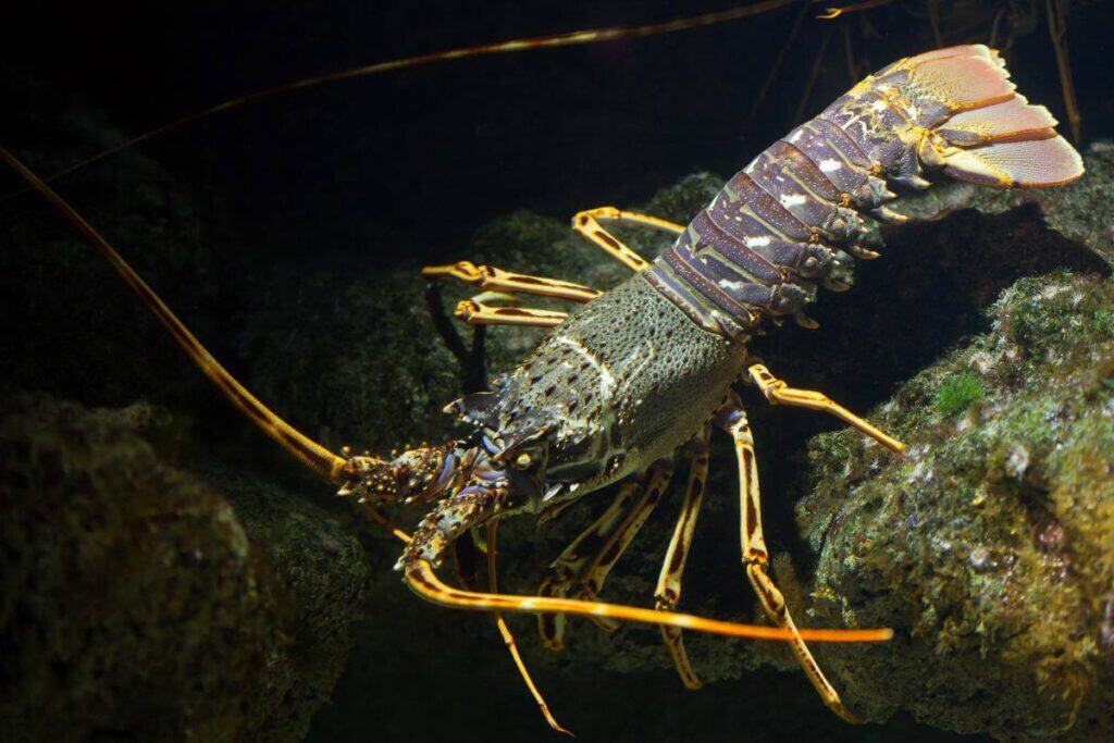 Lobster Complete Guide (Anatomy, Life Cycle, Species) Nature Roamer