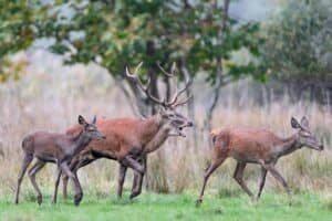 Sexual Dimorphism in the Animal Kingdom - Nature Roamer