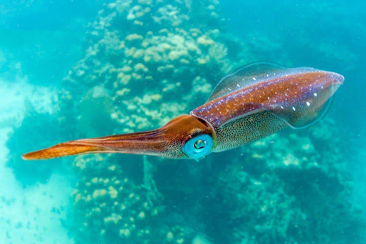 Squid s Hidden World Adaptations Reproduction Species Nature Roamer
