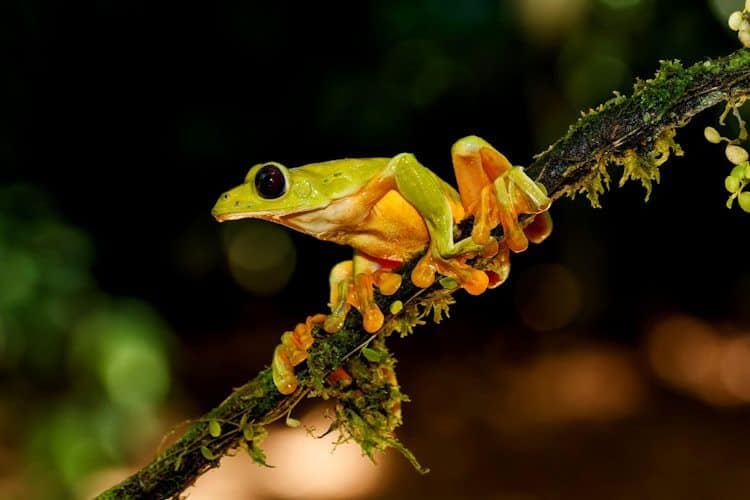 Tree Dwelling Frogs Their Adaptations Nature Roamer