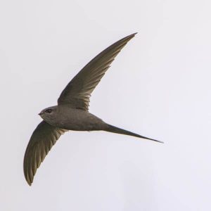 African Swift Birdwatcher's Guide: African Safari's Must-See Birds - Nature Roamer