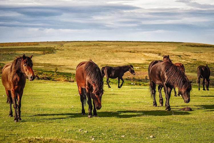 Wildlife Enthusiast s Guide To Dartmoor Nature Roamer Wildlife Enthusiast s Guide To Dartmoor Nature Roamer