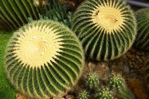 How Plant Biomimicry Inspires Technological Marvels & Innovations ...