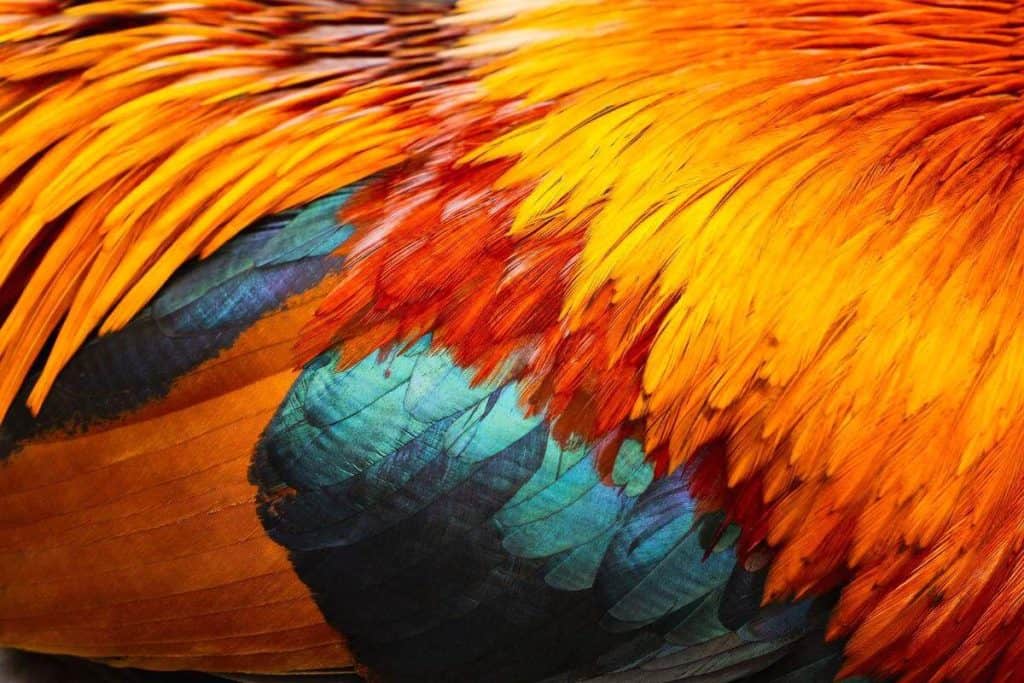 Bird Plumage: Evolutionary Significance of Bird Colors - Nature Roamer