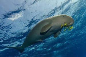 Manatees 101: Everything You Need to Know About Sea Cows - Nature Roamer