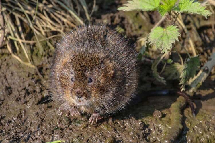 Peak District Wildlife Visitor s Guide Nature Roamer